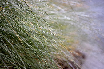 Close-up of green grass blades with morning dew drops