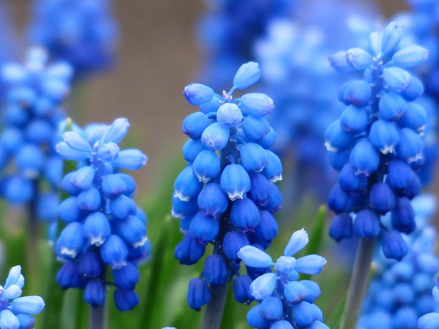 Close-up of vibrant blue grape hyacinth flowers in spring