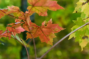 Close-up of Red and Yellow Maple Leaves in Autumn