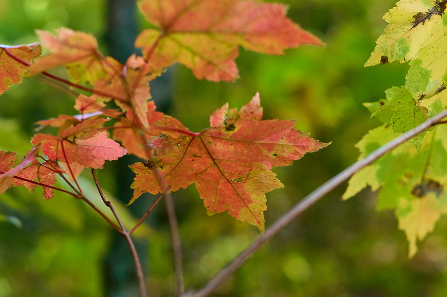 Close-up of Red and Yellow Maple Leaves in Autumn