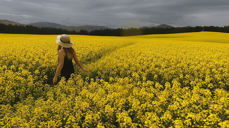 Woman in Straw Hat Walking Through Yellow Canola Field