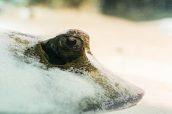 Close-up of a stingray eye buried in sand underwater