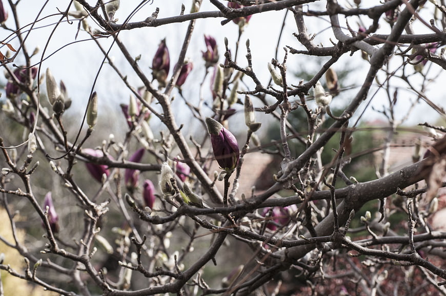 Purple Magnolia Flower Buds on Bare Branches in Spring