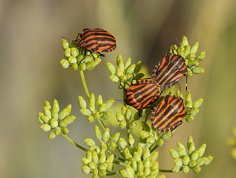 Orange and black striped shield bugs mating on fennel buds