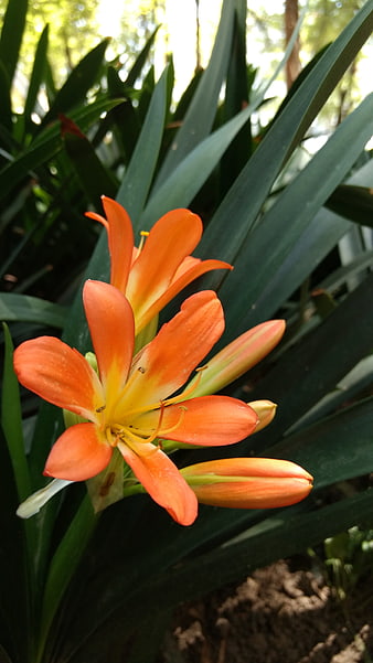 Vibrant Orange Clivia Flower Blooming in Garden