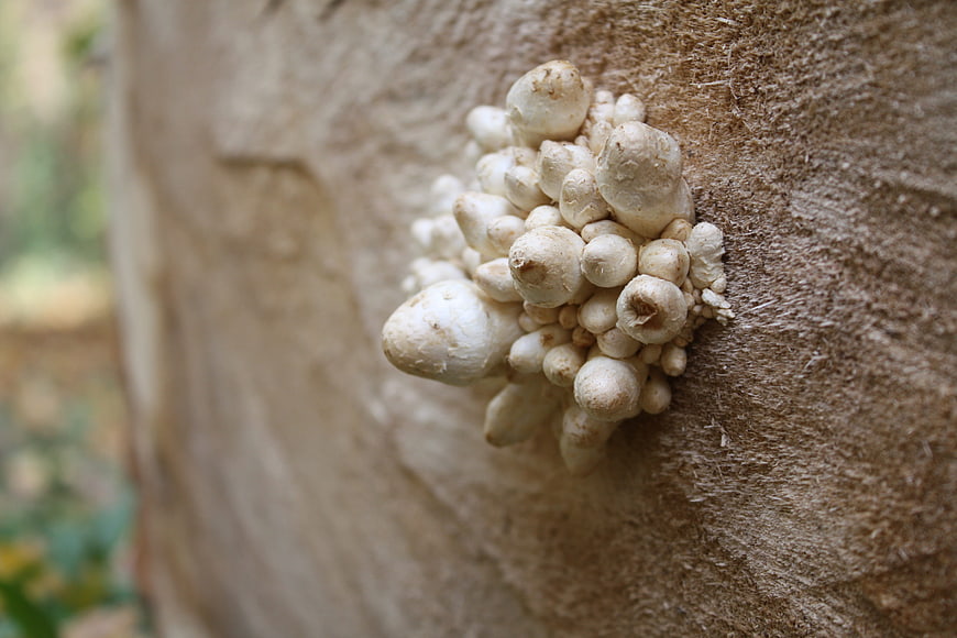 Cluster of white mushrooms growing on a tree stump