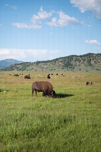 American Bison Grazing in Green Meadow with Mountains
