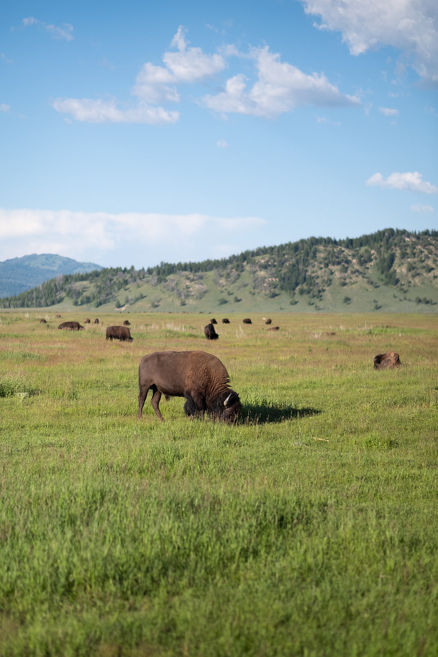 American Bison Grazing in Green Meadow with Mountains