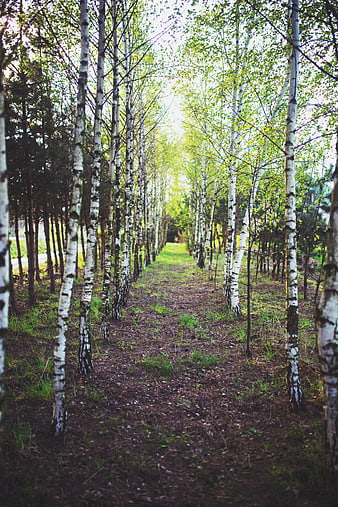 Path through birch forest with white trunks and green leaves