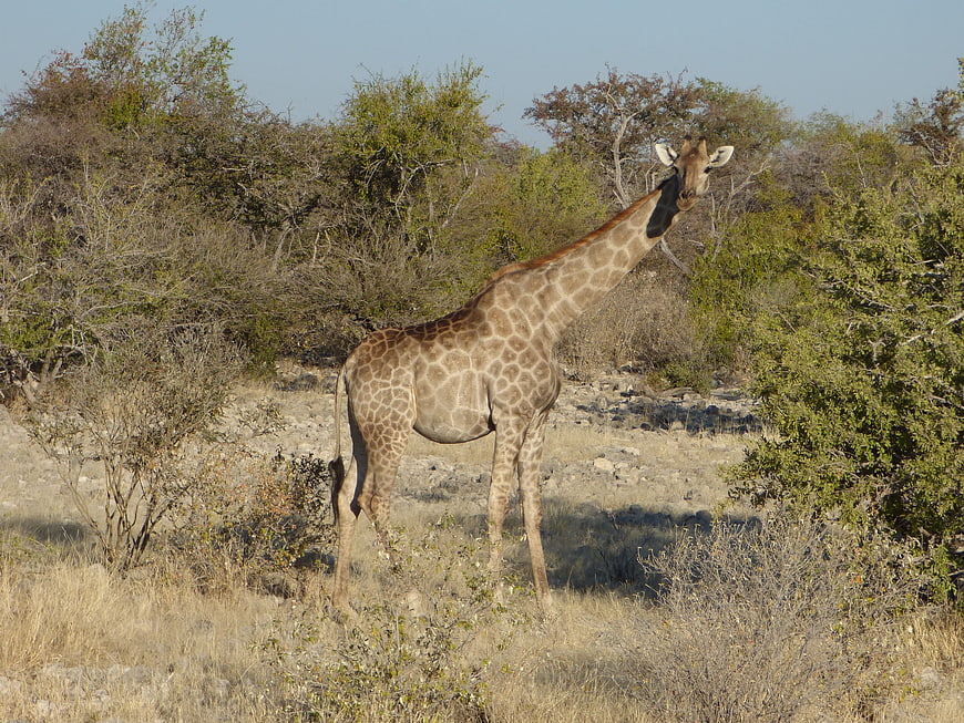 Giraffe standing in dry savanna bush landscape