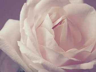 Close-up of a pale pink rose with soft lighting