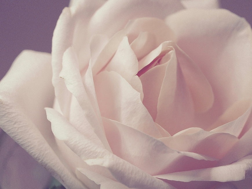 Close-up of a pale pink rose with soft lighting