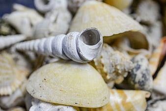 Close-up of spiral sea snail shell on pile of seashells