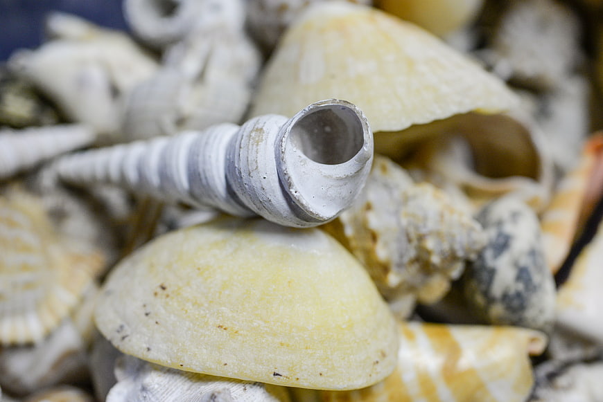 Close-up of spiral sea snail shell on pile of seashells