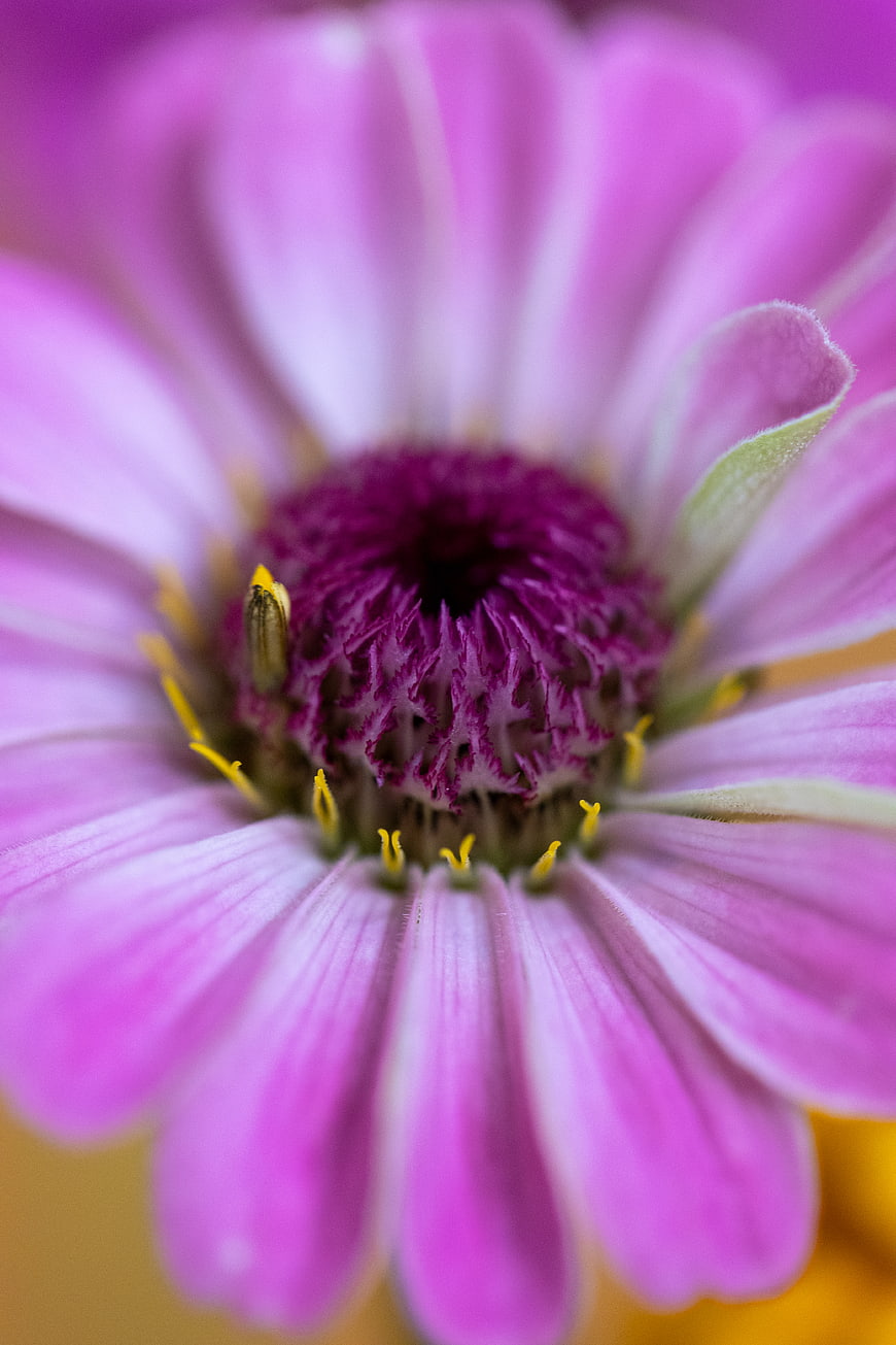 Close-up of a vibrant pink zinnia flower with purple center