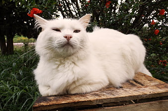 Fluffy white cat resting on wooden crate in garden