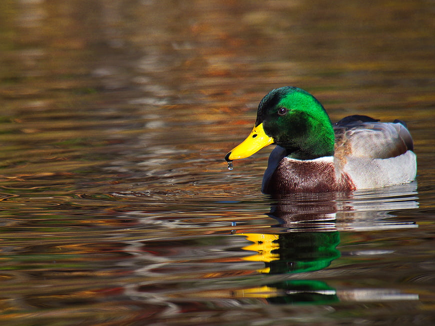 Male Mallard Duck Swimming in Autumn Water