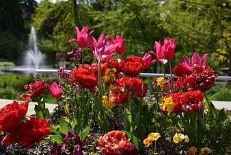 Vibrant Red and Pink Tulips in a Sunny Garden with Fountain