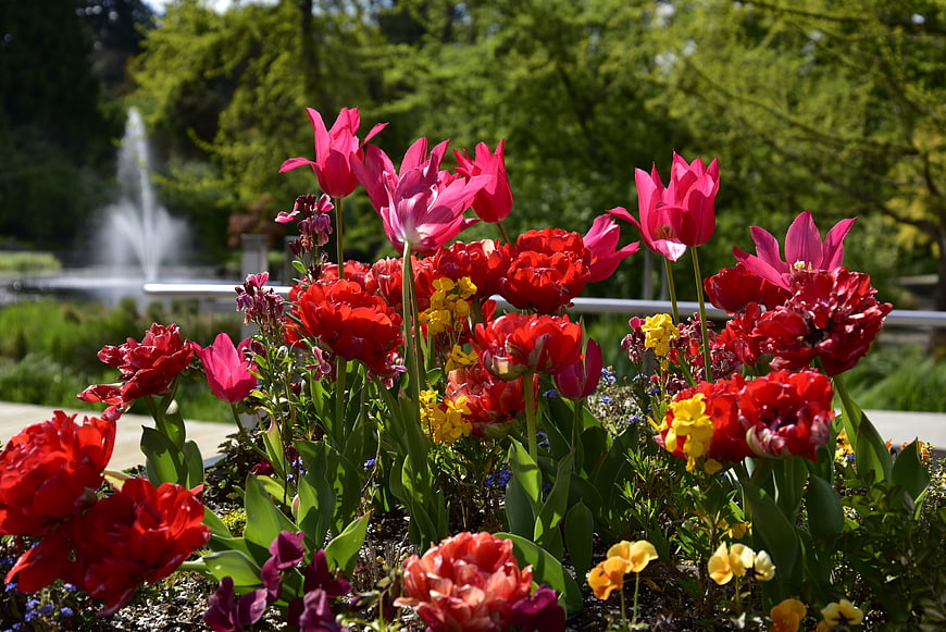 Vibrant Red and Pink Tulips in a Sunny Garden with Fountain