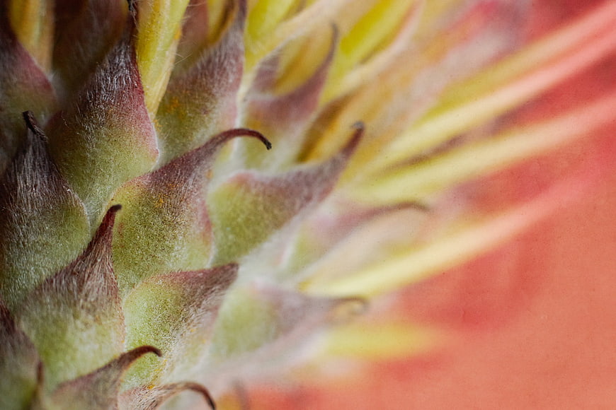 Macro Abstract Flower Bud Texture with Soft Focus Background