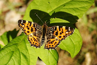 Close-up of Painted Lady Butterfly on Green Leaf