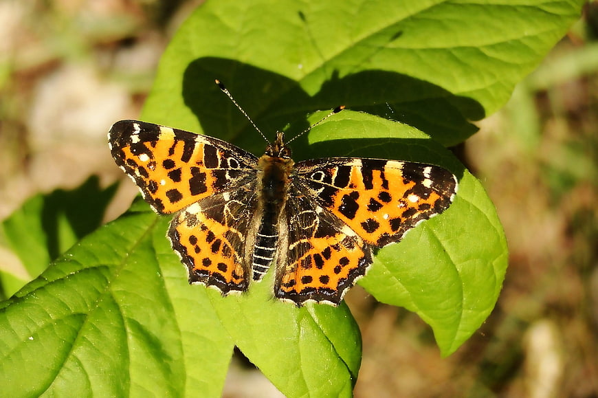 Close-up of Painted Lady Butterfly on Green Leaf