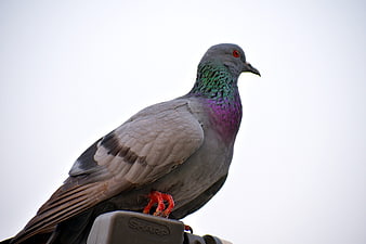 Close-up of a Rock Pigeon with Iridescent Neck Feathers