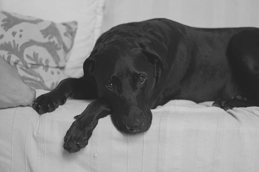 Sad Black Labrador Dog Lying on White Sofa