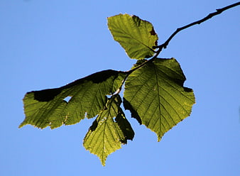 Green tree leaves backlit against a clear blue sky