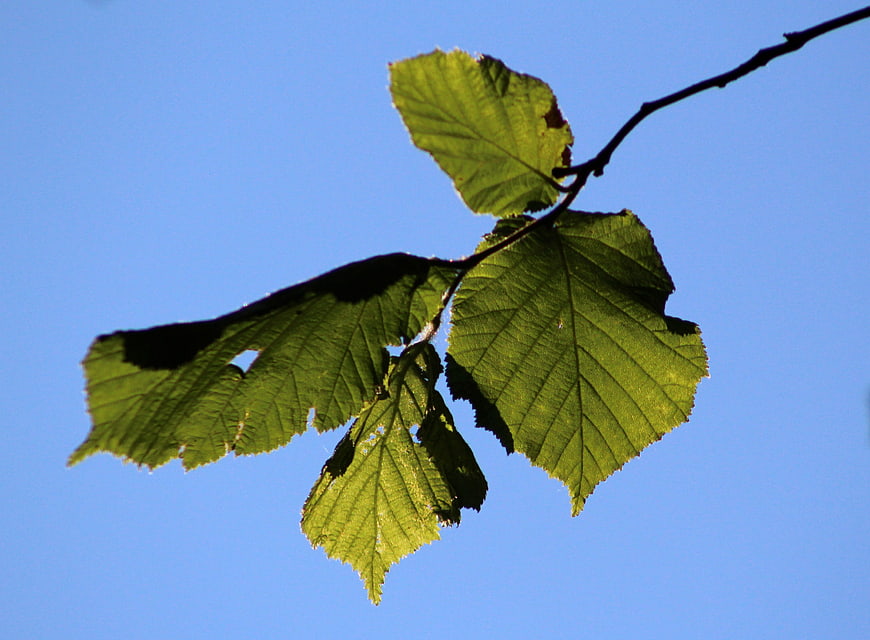 Green tree leaves backlit against a clear blue sky