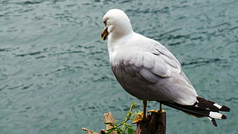 Seagull perched on wooden post by water
