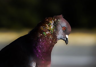 Close-up portrait of pigeon with iridescent feathers