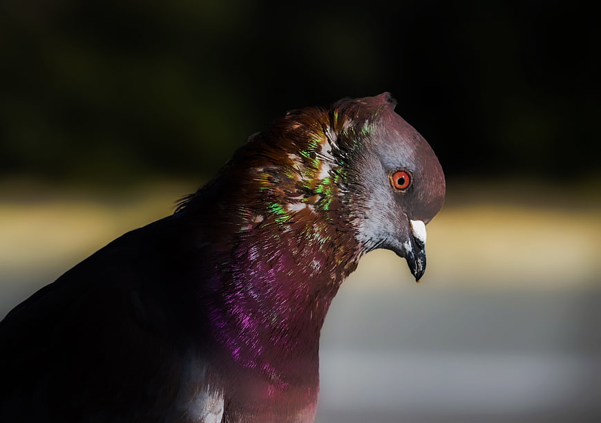 Close-up portrait of pigeon with iridescent feathers