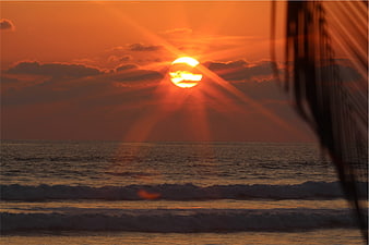 Dramatic Orange Sunset Over Ocean with Palm Leaf Silhouette