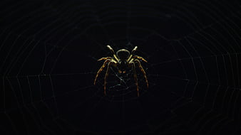 Dark Spider on Web in Nighttime Setting