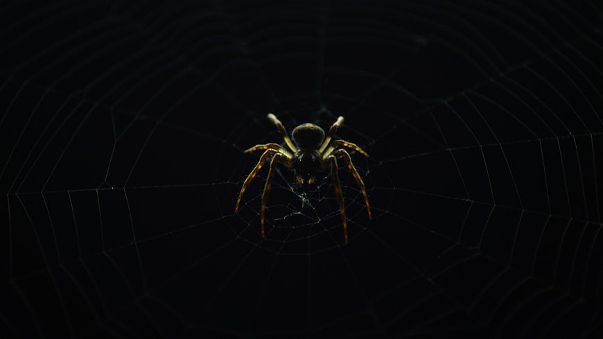 Dark Spider on Web in Nighttime Setting