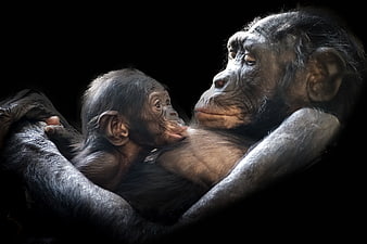 Emotional Portrait of Mother and Baby Chimpanzee Against Black Background