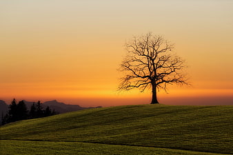 Silhouette of a lone tree on a grassy hill at sunset