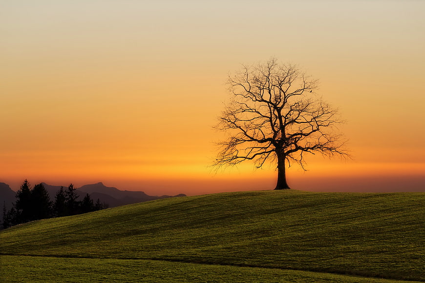 Silhouette of a lone tree on a grassy hill at sunset