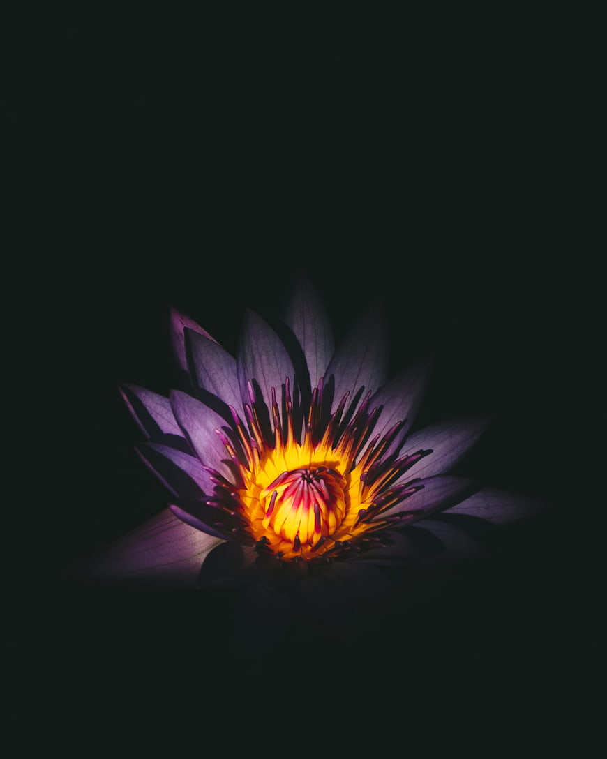 Purple Water Lily with Glowing Yellow Center on Black Background