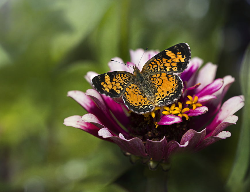 Orange Butterfly on Purple Zinnia Flower Close Up
