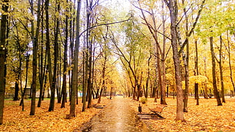 Wet Path Through Golden Autumn Forest with Bench