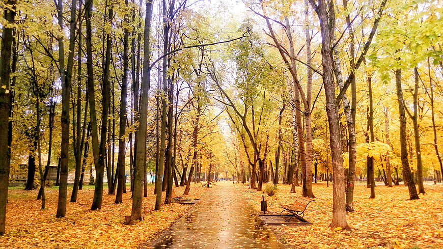 Wet Path Through Golden Autumn Forest with Bench