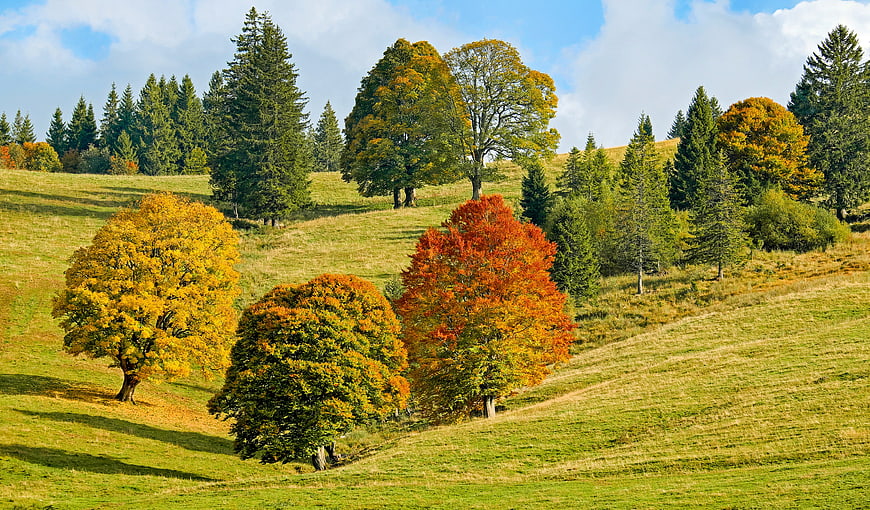 Colorful Autumn Trees on Rolling Green Hills