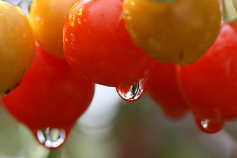Close-up of Fresh Red and Yellow Tomatoes with Water Droplets