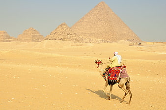 Egyptian Rider On Camel In Desert Before Pyramids