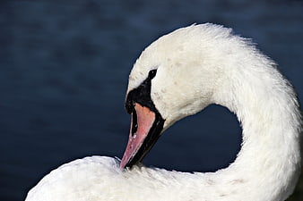 Close-up of a white swan preening against a dark blue water background