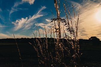 Golden Backlit Grass Silhouette Against Blue Sky at Sunset