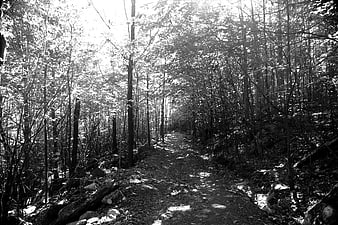 Black and white forest trail with dappled sunlight