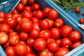 Fresh red tomatoes in blue crate at farmers market